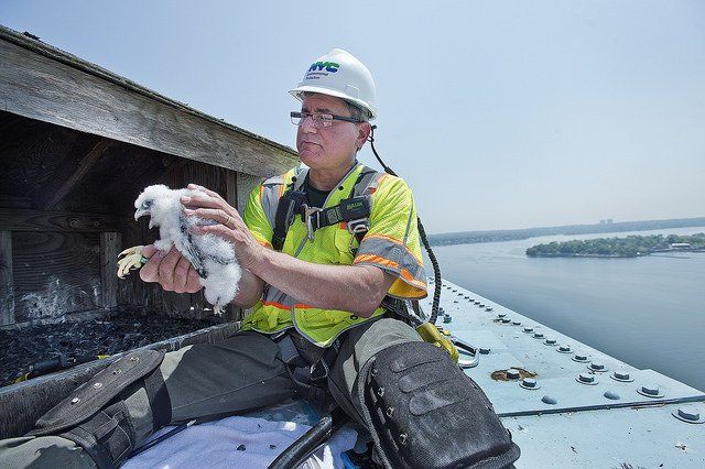 NYC DEP Research scientist Chris Nadareski with a falcon atop the Throgs Neck Bridge</br>